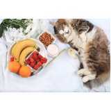 onde comprar comida natural para gatos diabéticos Consolação