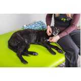 onde faz acupuntura veterinária para cachorros Vila Monte Alegre