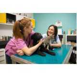 onde faz tratamento com ozonioterapia em cães e gatos Jardim luzitania