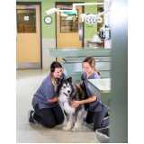 onde faz tratamento com ozonioterapia em cães Jardim Morumbi