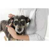 onde fazer acupuntura em cães com cinomose Pompéia