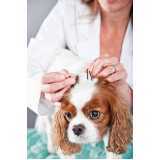 onde fazer acupuntura em cães com hérnia de disco Taboão da Serra