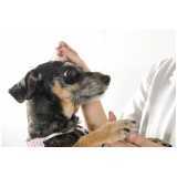 onde fazer acupuntura para cachorro com cinomose Consolação