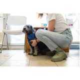 onde tem fisioterapia para cães com displasia Vila Ipojuca