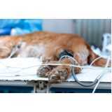 ozonioterapia para cachorro Jardins