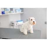 ozonioterapia para cachorros Vila Morumbi