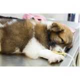 ozonioterapia para cães e gatos Vila Mascote