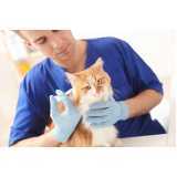 preço de consulta veterinária gato Santo Amaro