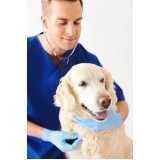 preço de consulta veterinária para cachorro Vila Arriete