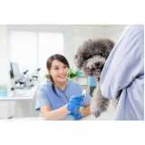 preço de consulta veterinária popular Osasco