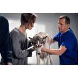qual o preço de tratamento com ozonioterapia em cachorros Vila Cordeiro