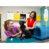 qual o preço de tratamento com ozonioterapia em cães e gatos Ana Rosa