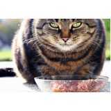 qual o valor de alimentação natural para gatos Itaim Bibi