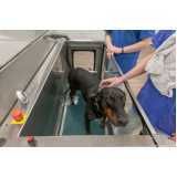 serviço de reabilitação para cachorros Vila Arriete