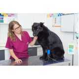 tratamento com ozônio para cachorro Paineiras do Morumbi