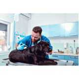 tratamento com ozônio para cães valor Vila Moraes
