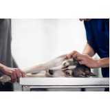 tratamento com ozonioterapia em cachorros Paulista