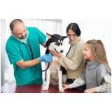 tratamento de ozônio em cães Ana Rosa