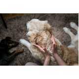 tratamento especializado de ozonioterapia para cachorro Jardim Leonor