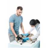 tratamento ozônio para cães valor Vila Morumbi