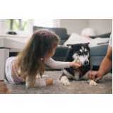 tratamento ozônio para cães Vila da Saúde