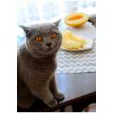 valor de comida natural para gato com problema renal Vila Gumercindo