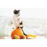 valor de comida natural para gatos diabéticos Vl. Clementino