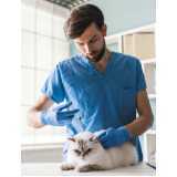 valor de consulta veterinária para gatos Água Branca