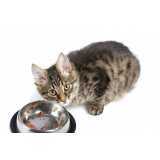 valor de ração natural para gatos Vila Pompéia