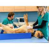 veterinário especialista em cachorros contato Granja Julieta