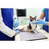 veterinário especialista em gatos contato Osasco