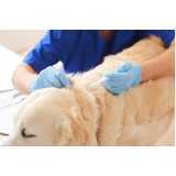 veterinário para cachorros contato Alphaville