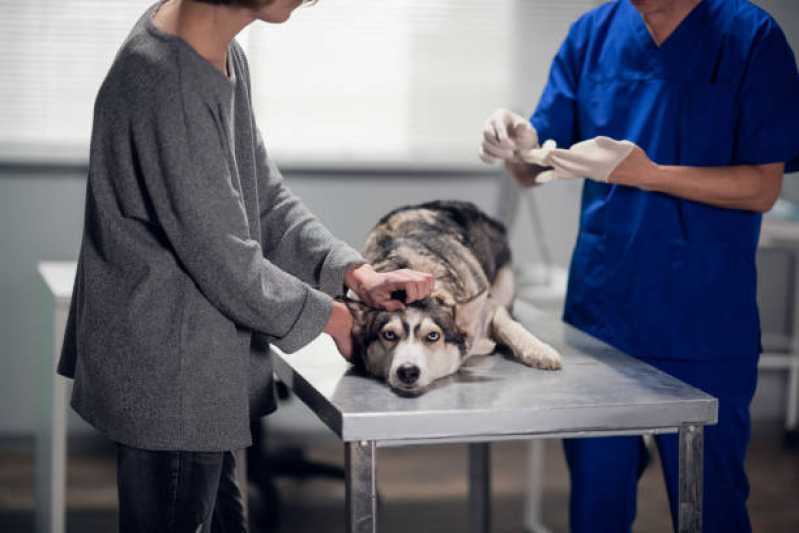 Tratamento com Ozônio em Animais Valor Juquitiba - Tratamento com Ozônio para Cães ABC