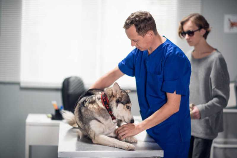 Tratamento com Ozônio em Animais Consolação - Tratamento com Ozônio para Cães ABC