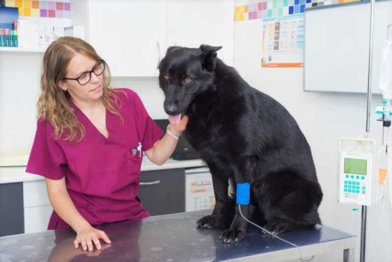 Tratamento com Ozônio para Cachorro Paineiras do Morumbi - Tratamento com Ozônio para Cães ABC