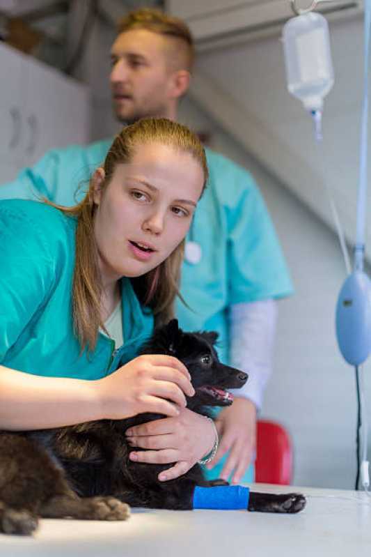 Tratamento com Ozônio para Cachorros Valor Embu das Artes - Tratamento com Ozonioterapia em Cães e Gatos