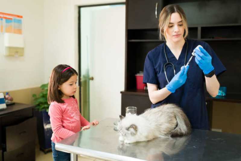 Tratamento com Ozônio para Gatos Poá - Tratamento com Ozônio para Cães São Paulo