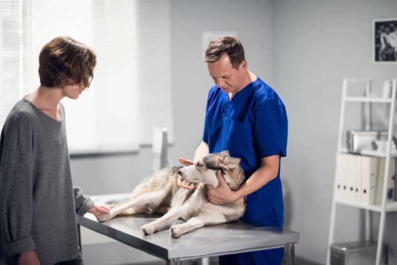 Tratamento com Ozonioterapia em Cachorros Valor Carapicuíba - Tratamento com Ozônio para Cães ABC