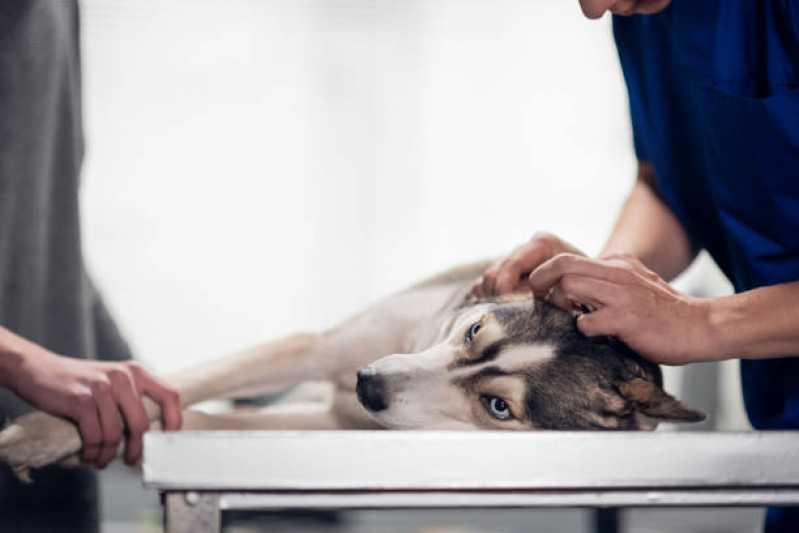 Tratamento com Ozonioterapia em Cachorros Vila Olímpia - Tratamento com Ozônio para Gatos