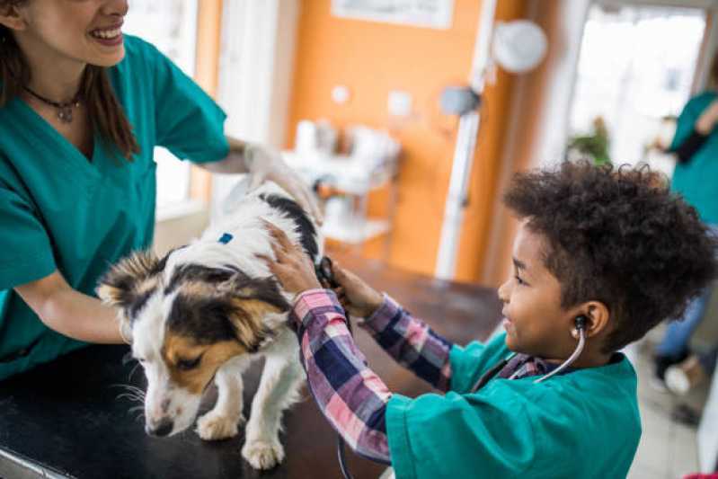 Tratamento com Ozonioterapia em Cães Mogi Guaçu - Tratamento com Ozônio para Cães ABC
