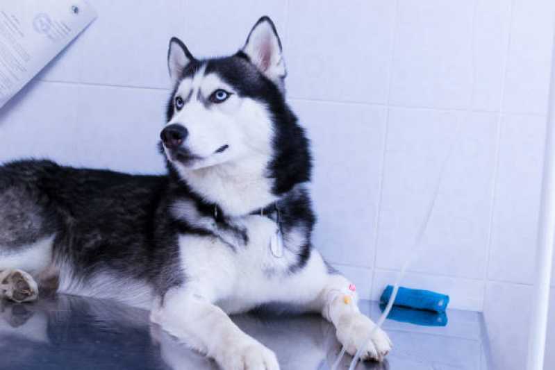Tratamento Especializado de Ozonioterapia em Animais Vila Romana - Ozonioterapia em Animais