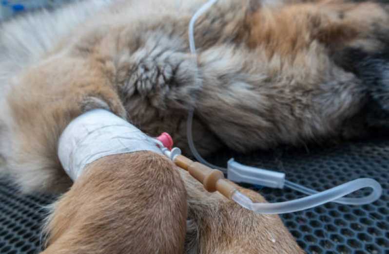 Tratamento Especializado de Ozonioterapia em Pequenos Animais Cerqueira César - Ozonioterapia Pet
