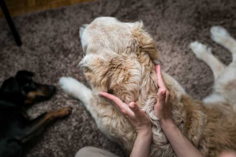 Tratamento Especializado de Ozonioterapia para Cachorro Vila Sônia - Ozonioterapia Animal ABC