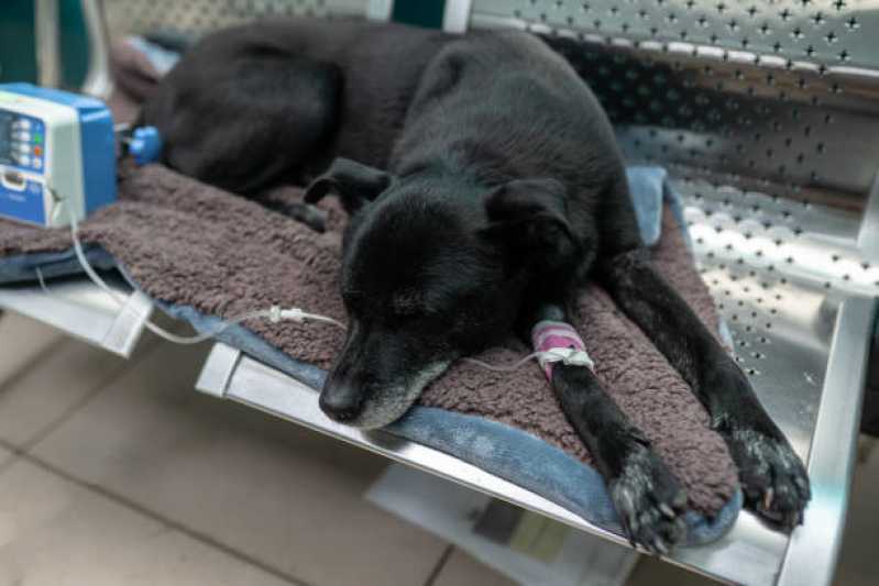 Tratamento Especializado de Ozonioterapia para Cachorros Vila Arriete - Ozonioterapia em Animais