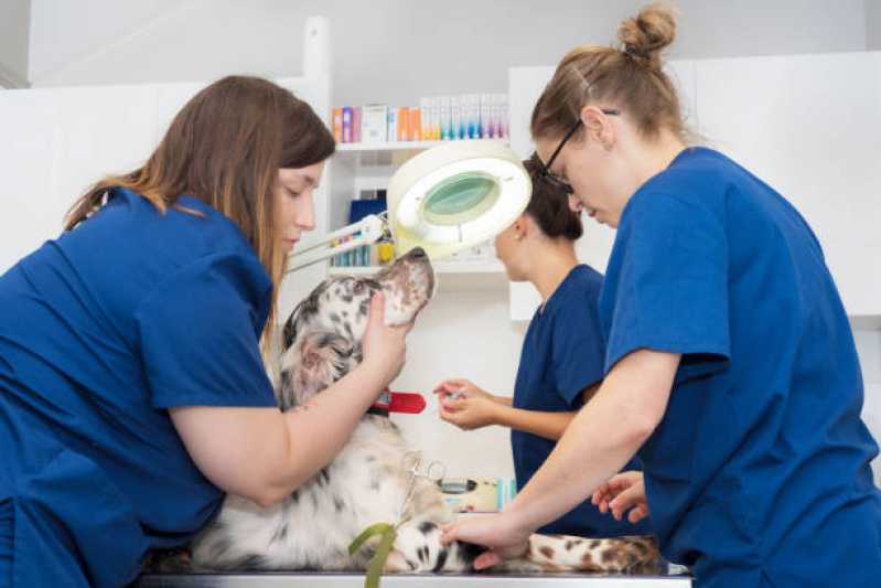 Tratamento Especializado de Ozonioterapia para Cães e Gatos Berrini - Ozonioterapia em Pequenos Animais