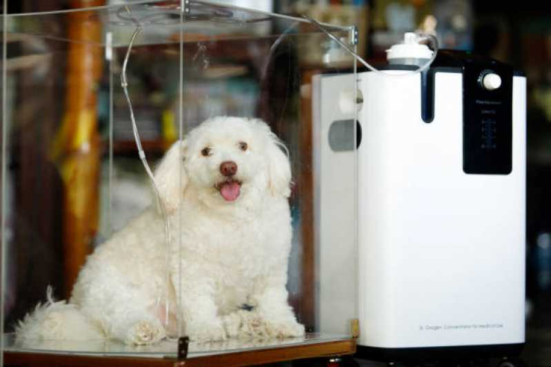 Tratamento Especializado de Ozonioterapia para Pequenos Animais Socorro - Ozonioterapia para Cães