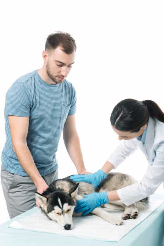 Tratamento Ozônio para Cães Valor Itapecerica da Serra - Tratamento com Ozônio para Cães São Paulo