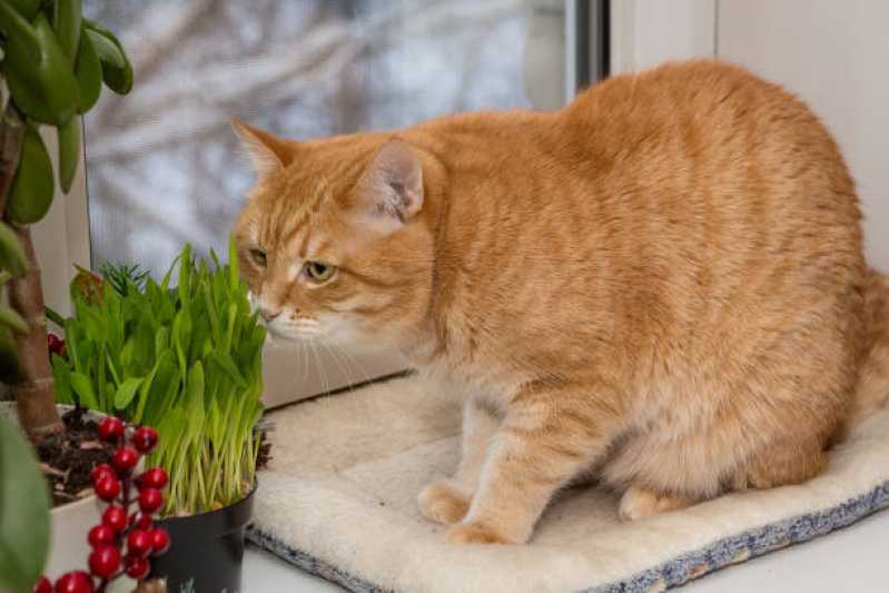 Valor de Comida de Gatos Natural Mirandópolis - Comida Natural para Gatos com Problemas Urinários