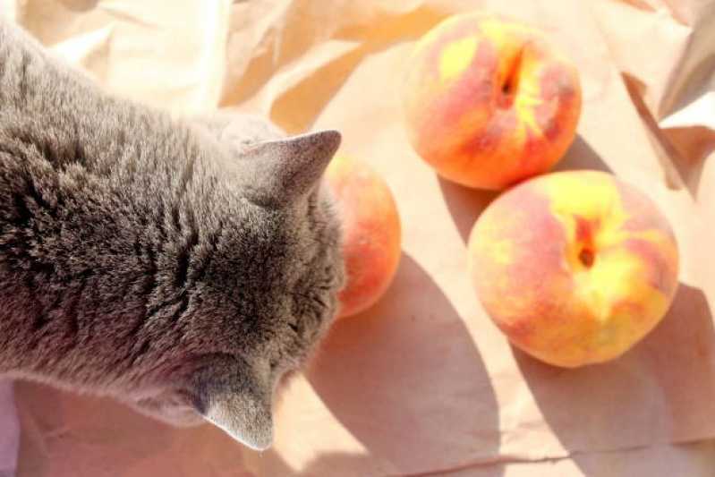 Valor de Comida Natural para Cães e Gatos Morunbi - Comida Natural para Gatos