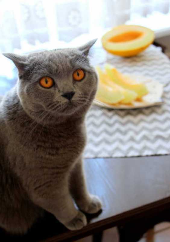 Valor de Comida Natural para Gato com Problema Renal Vila Olímpia - Comida de Gato Natural